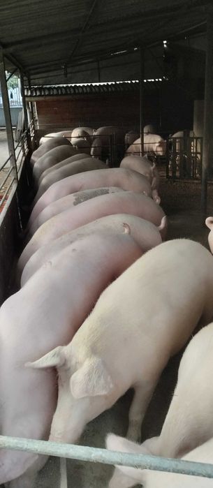 Продавам угоени прасета