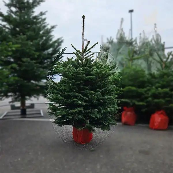 Vând brazi verzi și arginti la ghiveci  premiu