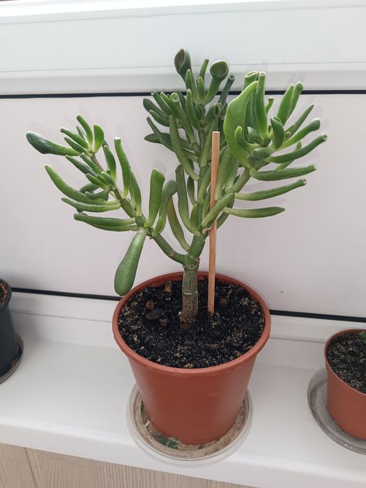 Продаются комнатные цветы