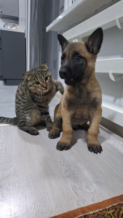 Щенки Бельгийской овчарки малинуа