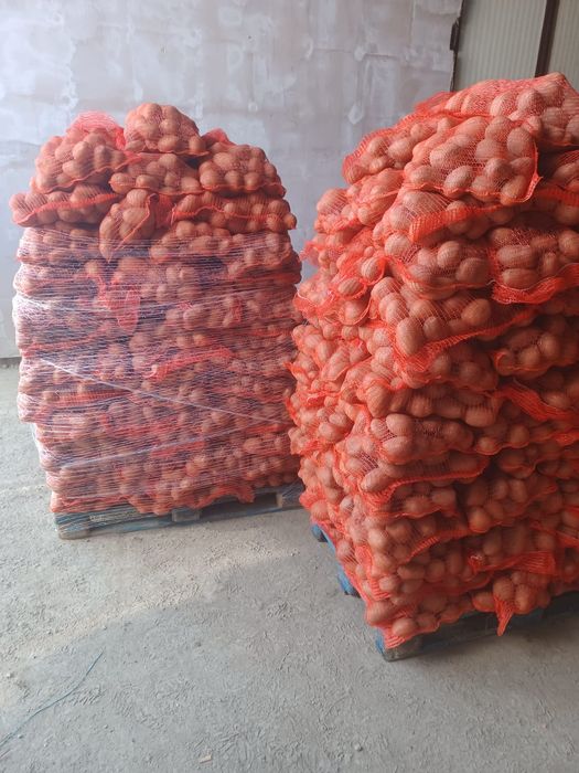 Cartofi 55+ ambalați la 10 kg, cantitate mare
