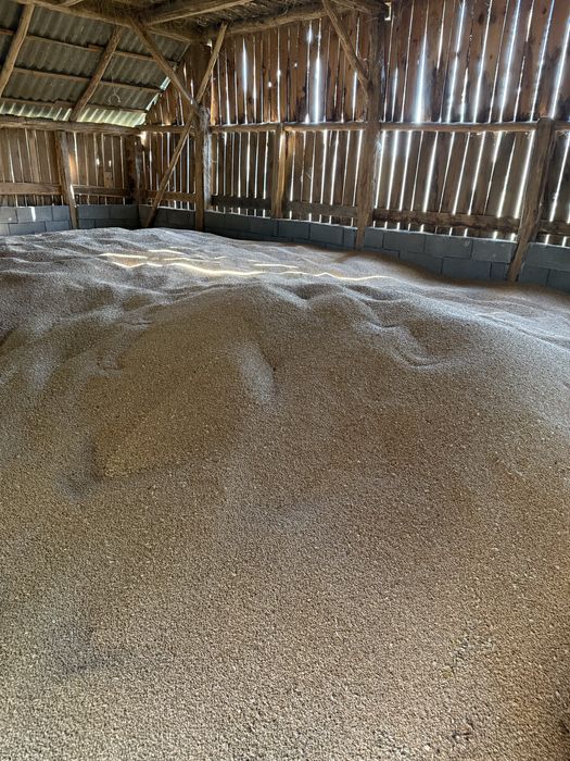 Grau de Samanta C1 Syngenta Genesi
