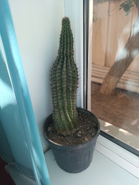 Кактусы в горшке