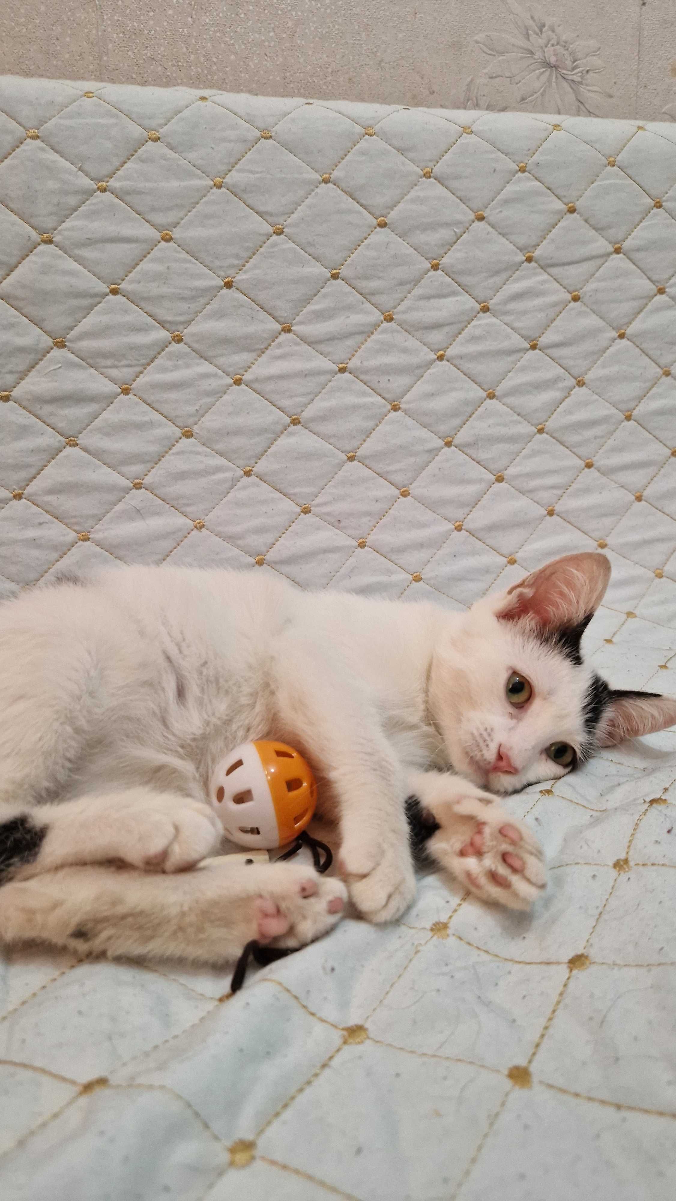 Котёнок-мальчик Филя ищет дом и надёжных хозяев