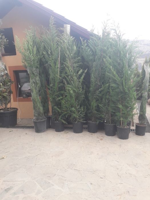 Plante ornamentale calitatea 1 la cel mai bun preţ se ofera livrare