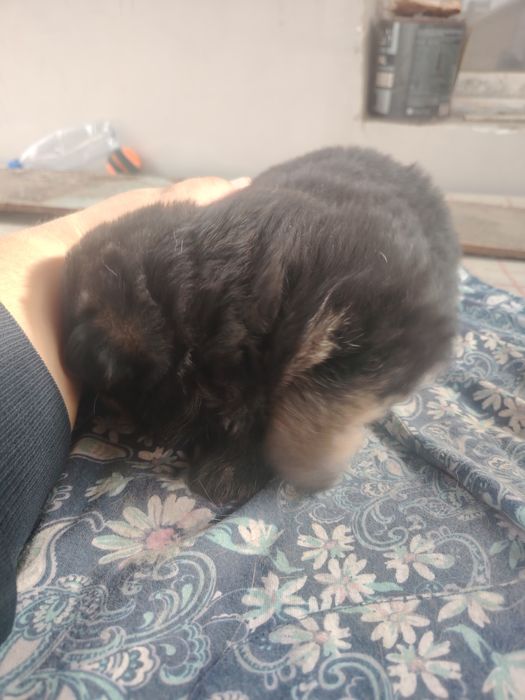 Немецкие овчарки