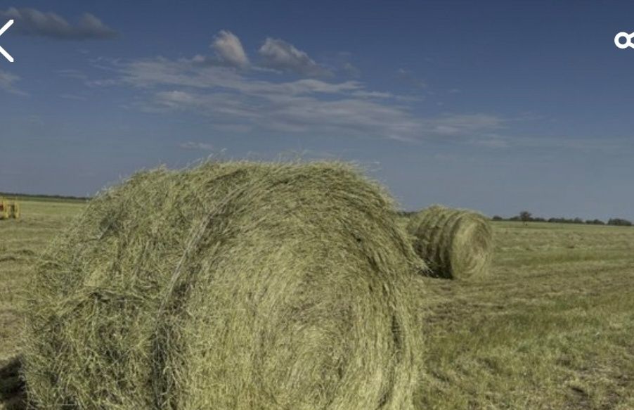 Продам сено в тюках, житняк вес 300 кг. С места по 6000 Актогайский р-