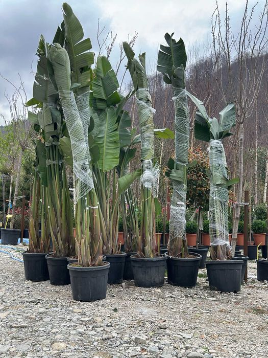 Plante Calitate Extra pentru o Grădină Impresionantă