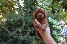 Poodle Toy/Пудел Той