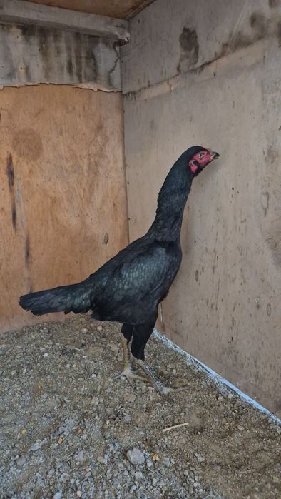 Тунка тож хуроз карес макиён турк макиён