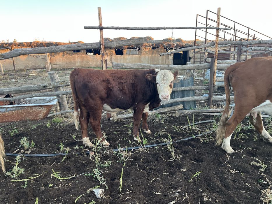 Баспақ, подсос, , баспак, сиыр, бұқашық, падсос, бычок,  төл, еркек