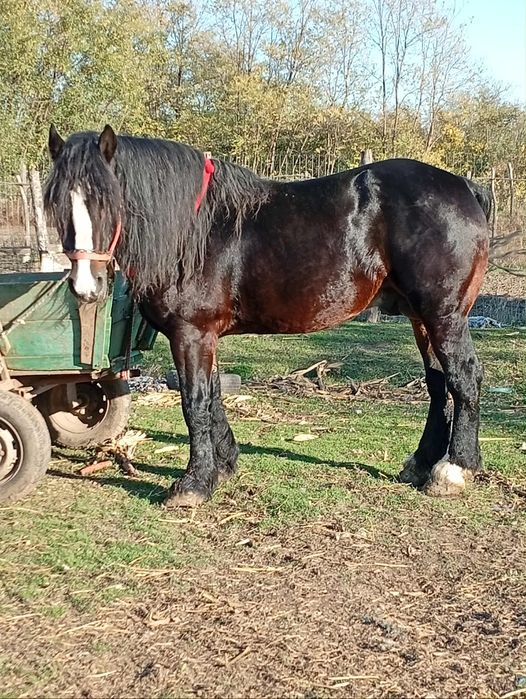 Vând sau schimb cal armăsar semigreu unguresc
