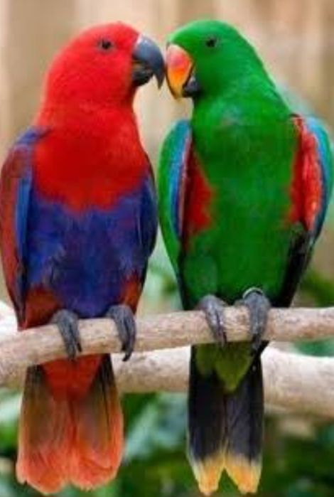 Продаётся птенец Благородного попугая