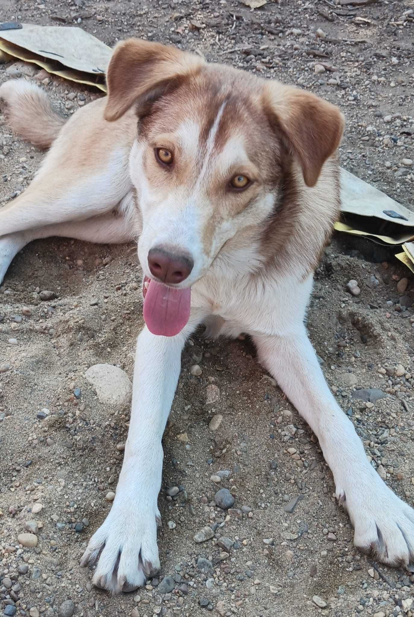 Se dă spre adopție husky metis