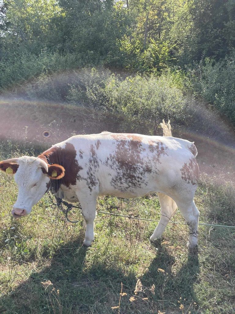 Vând doua vaci una agus rosu gestanta ceartă baltată românească