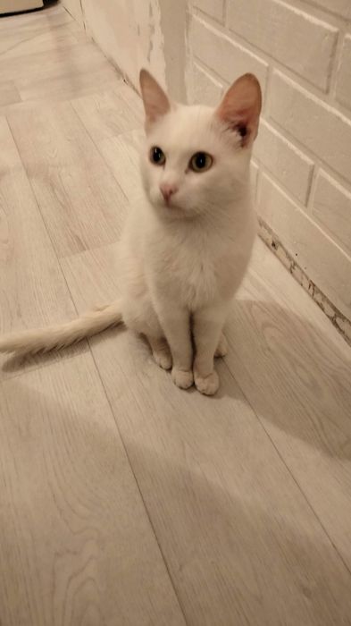 Кот для вязкий белый