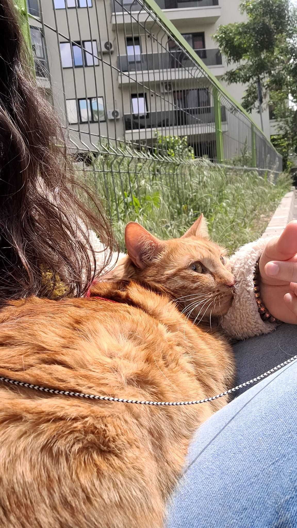 Cazare pisici purtatoare de covid felin fara simptome active