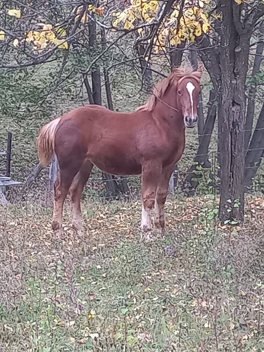 Mânză de vânzare, are 5 luni jumătate!