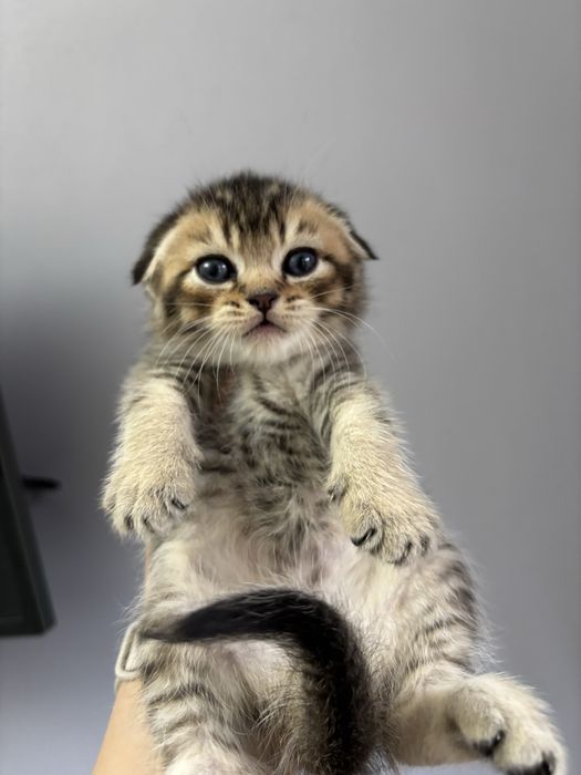 Котята золотая шиншилла