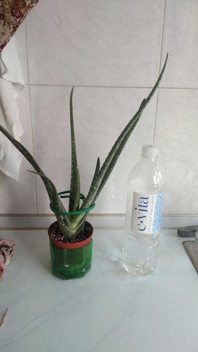 Алоэ вера , драцена компакта и литопсы