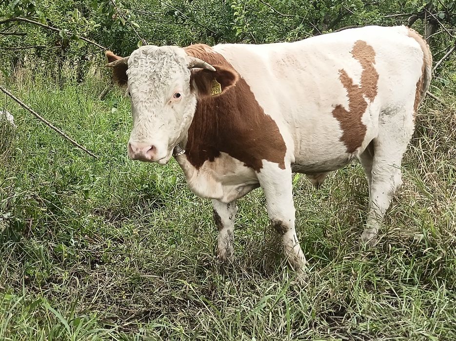 Vînd iapă cu mînz si un cal de trei ani