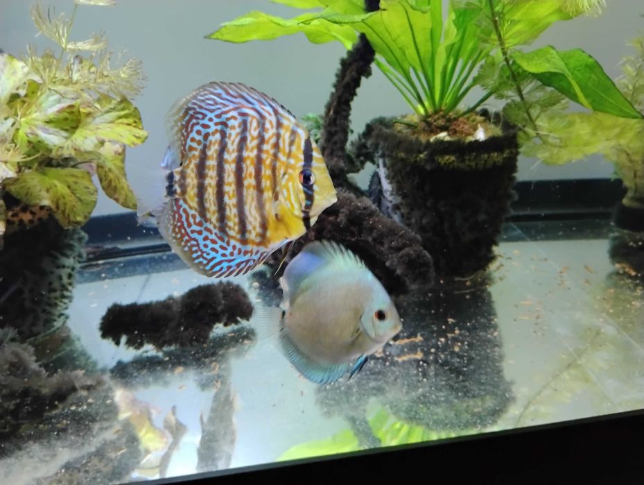 Pesti acvariu Discus