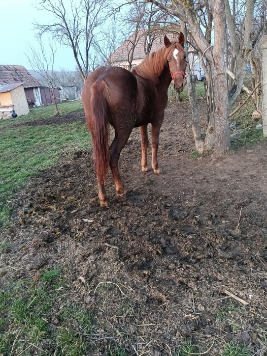 Vând mânză de un an și două luni