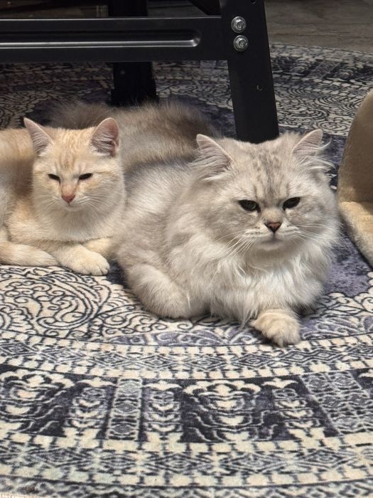 British shorthair silver