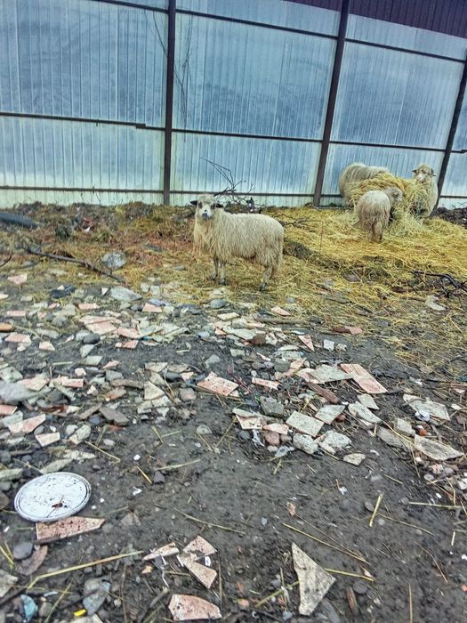 Vând mielute mioare