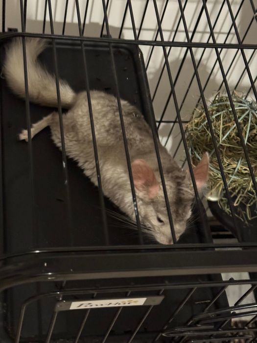 Vand Chinchilla Bej