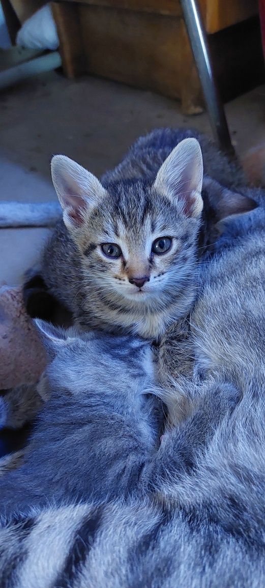 Котята.г. Шымкент.