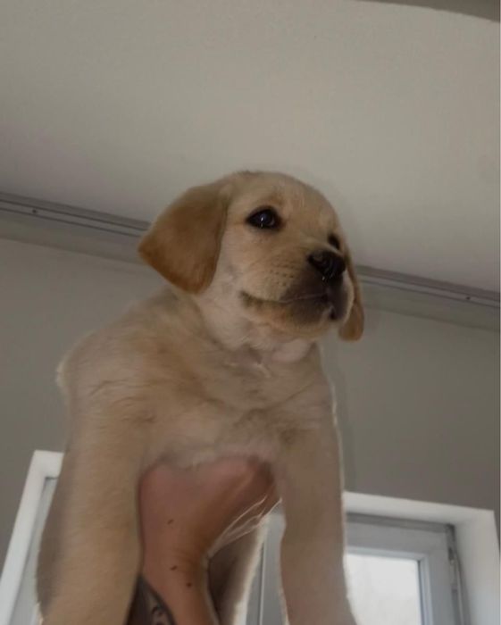 Лабрадор ретривер