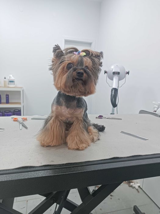 Груминг салон, цялостна грижа за домашни любимци