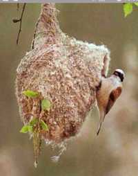 Куркылтай уясы гнездо ремеза