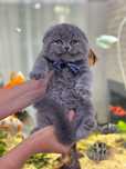 Scottish fold blue