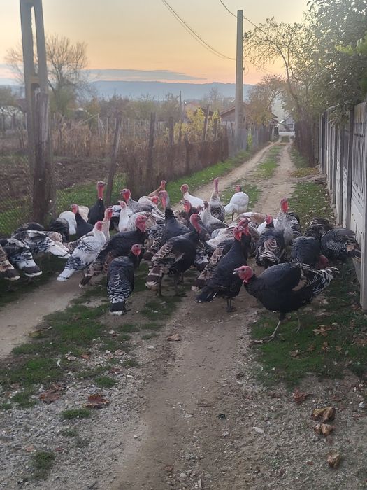 Vând curci si curcani