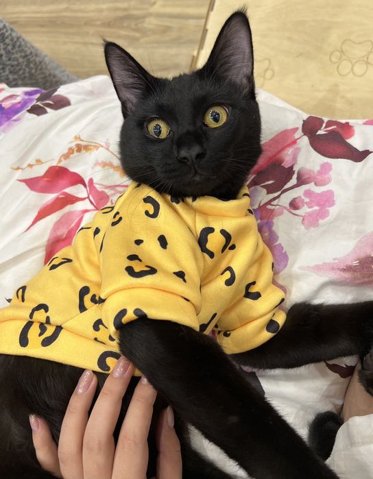 Отдам кота срочно