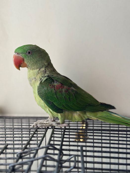 Папагал голям Александър