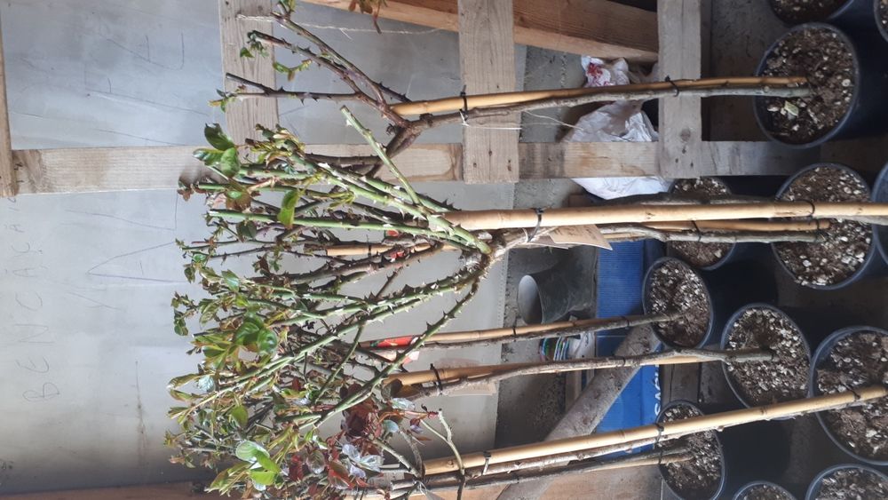 Plante ornamentale ptr gradina tuia brazi gazon piatra naturala