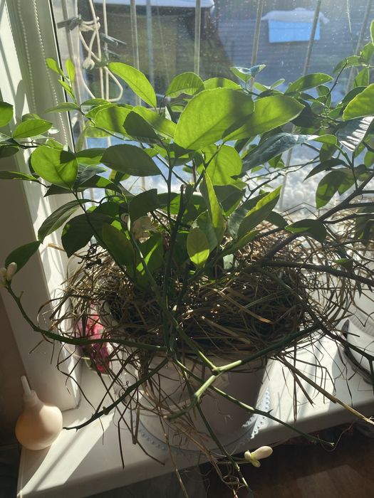 Цветок лимона плодоносящий