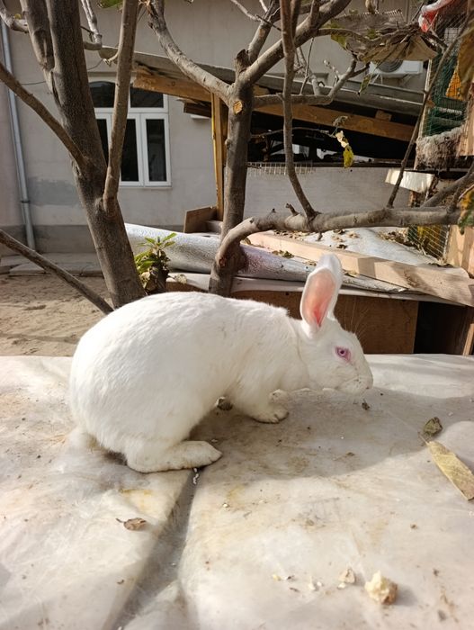 Hikol para 6 oydan owkan tayyor quyonla