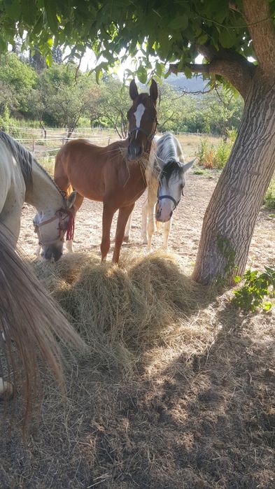 Чистокръвно арабско жребче шоу клас
