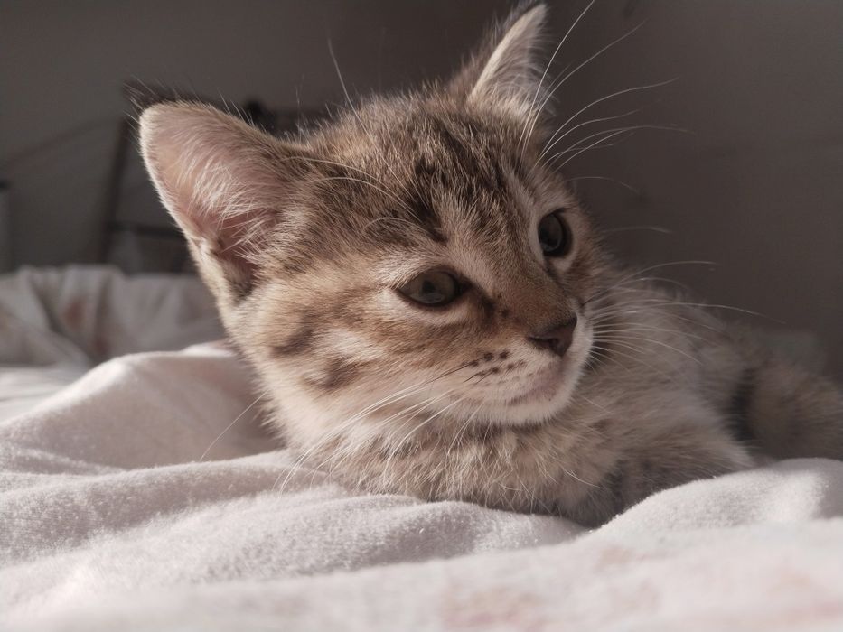 Uy mushugi onasi skotish fold