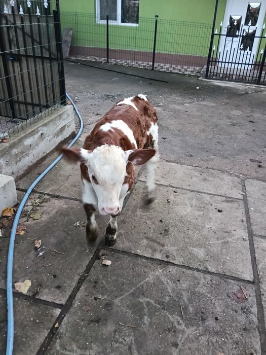 De vânzare vacă fătată