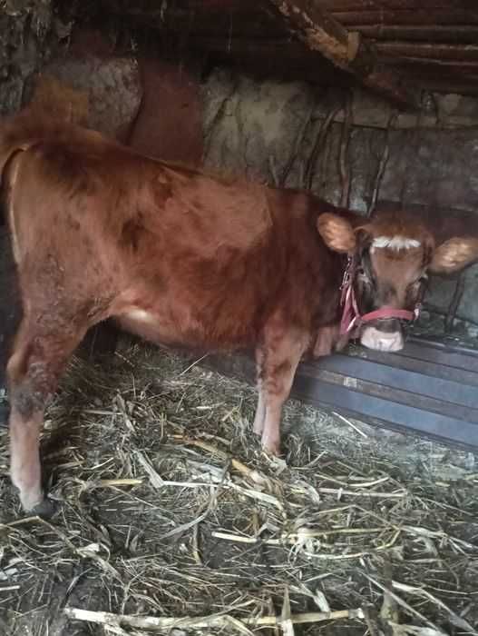 Vând junică 8 luni