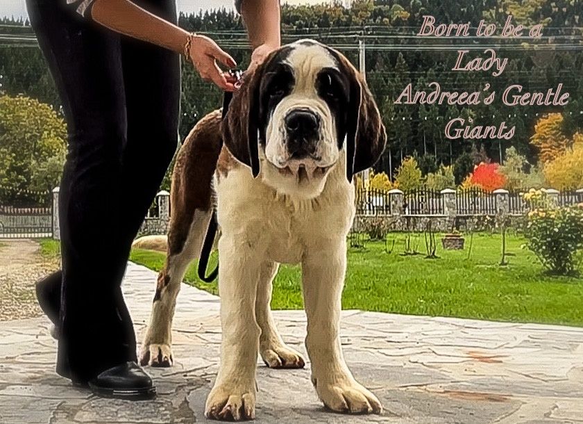Femela de Saint Bernard cu Pedigree