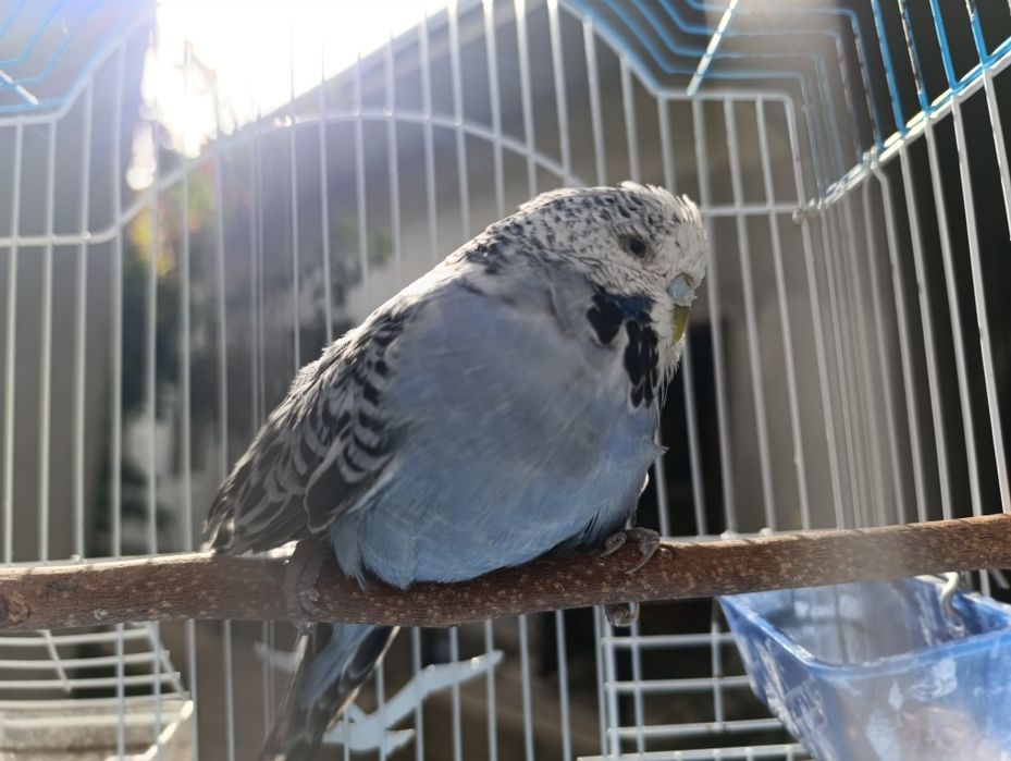 Продаём попугая чех волнистый, не звонить, только писать