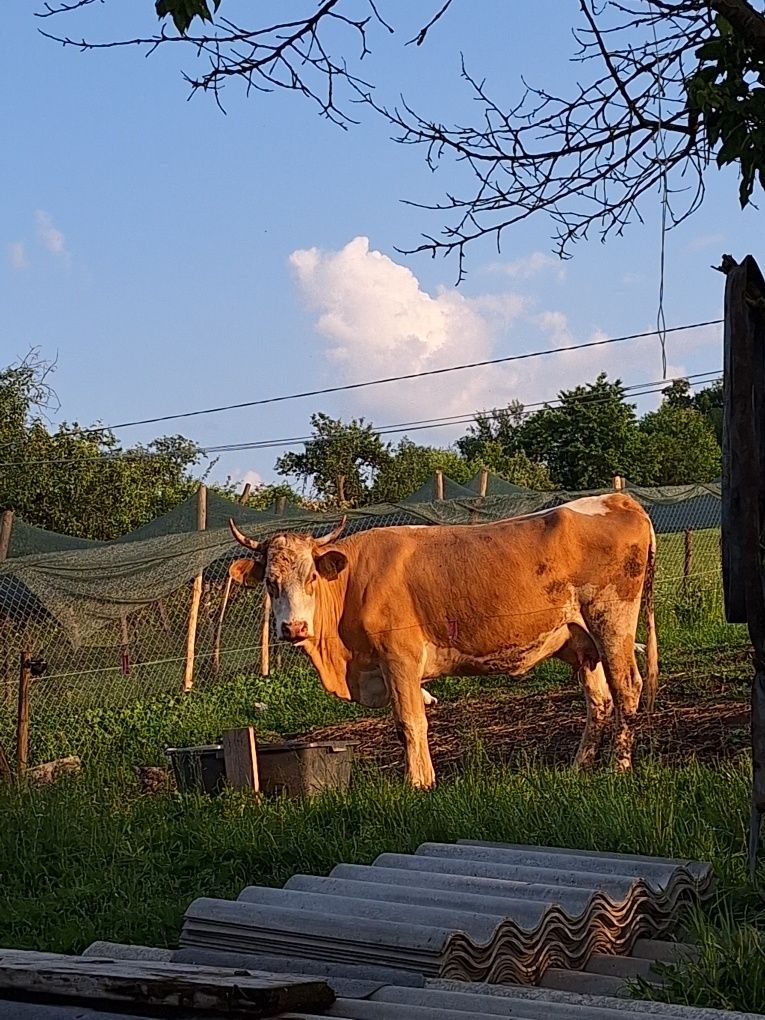 Vand juninca 3 ani