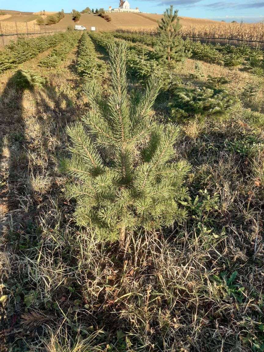 Leylandii chiparos, diverse dimensiuni-gard viu