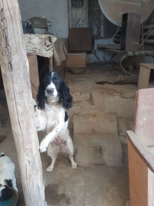 Ovchi kuchuk zotli 1yarim yosh